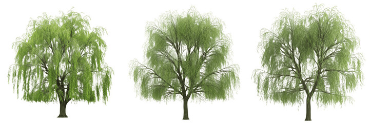 Set of Three Weeping Willow Trees with Lush Green Foliage, Realistic Deciduous Tree Collection for Architectural Visualization and Landscape Design Isolated on White Background PNG © SoYEEC