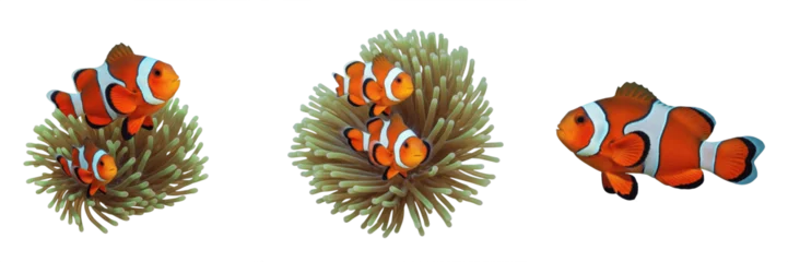 Fotobehang Onderwaterwereld Clownfish and Sea Anemone 3D Render Set – Realistic Orange Anemonefish (Amphiprioninae) Swimming in Coral Reef Habitat Isolated on White Background for Marine Life Design Projects.  © SoYEEC