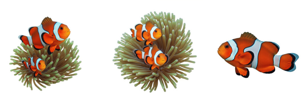 Clownfish and Sea Anemone 3D Render Set &ndash; Realistic Orange Anemonefish (Amphiprioninae) Swimming in Coral Reef Habitat Isolated on White Background for Marine Life Design Projects.