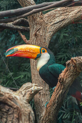 Fototapeta premium Toco Toucan Perched on Tree Trunk with Open Bill