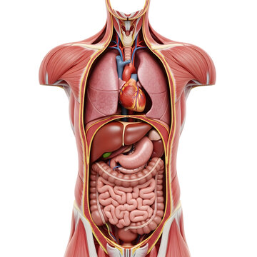 Anatomical diagram showing the human torso's internal organs and muscular structure
