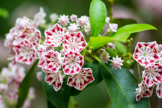 Red and white striped blooms of the Minuet variety of Mountain Laurel