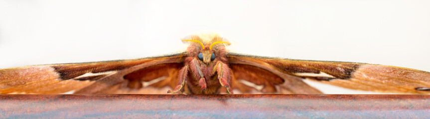Close up of a giant Tulip-tree Silkmoth © Mary Swift