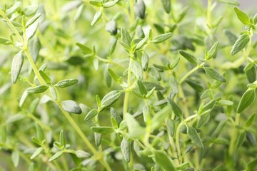 Fototapeta premium Fresh thyme as background, closeup. Aromatic herb