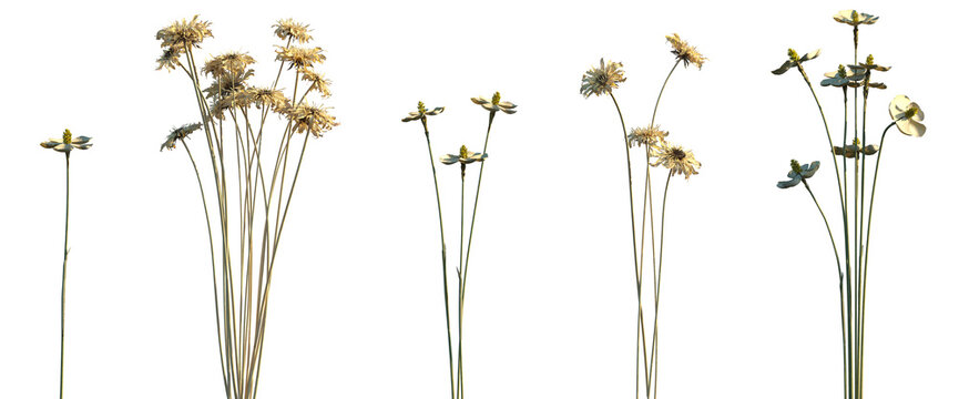Set of Matthiola incana and Gerbera jamesonii (Barberton daisy or Transvaal daisy) isolated dried flowers png on a transparent background perfectly cutout high resolution