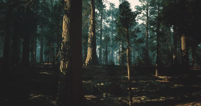 misty pine forest at dawn, light beams filtering through tall trunks, deep shadows on mossy ground, quiet cinematic atmosphere suggesting early morning scouting