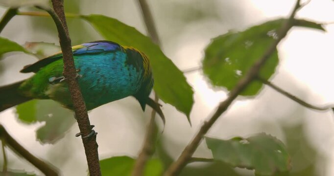 Green-headed tanager carrying grass on its beak to build its nest in Atlantic Rain Forest	