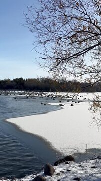 Canada geese on partially frozen lake in Wascana Park Regina