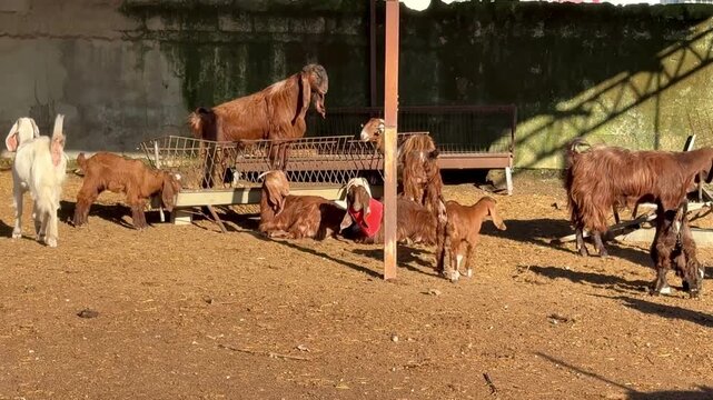 Goat breeding, farm animals on a dairy farm. A herd of goats on a livestock farm.