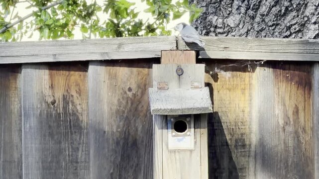 White-breasted nuthatch pair at their next box	