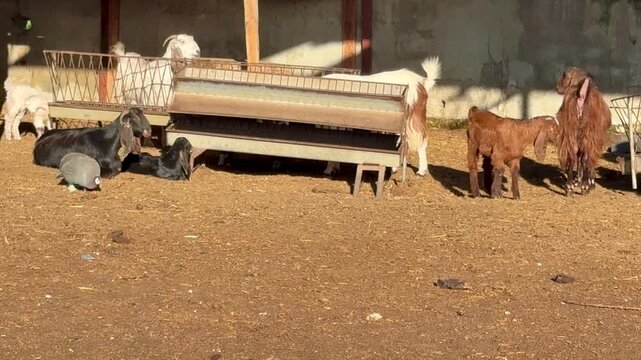 Goat breeding, farm animals on a dairy farm. A herd of goats on a livestock farm.