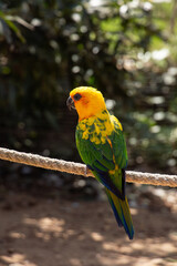Obraz premium Yellow-green parrot with bright plumage perched calmly, showcasing vibrant tropical colors.