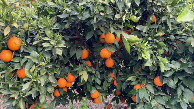 A close-up shot of orange trees in a garden in spring. Orange trees in bloom and with ripe fruit in a citrus orchard.