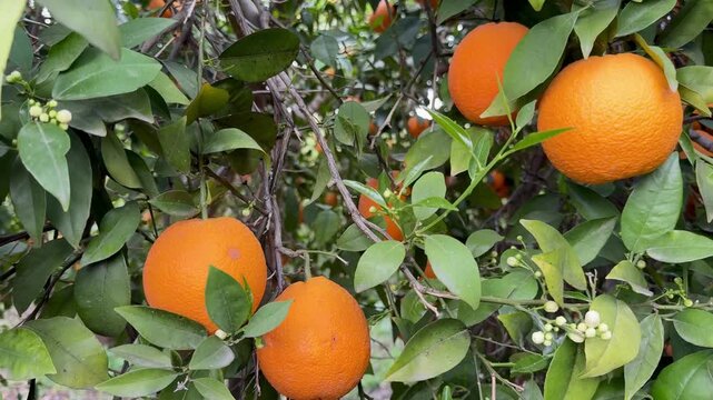 A close-up shot of orange trees in a garden in spring. Orange trees in bloom and with ripe fruit in a citrus orchard.