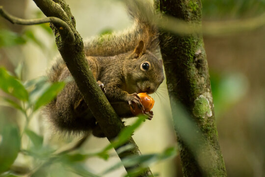Serelepe se alimentando na floresta