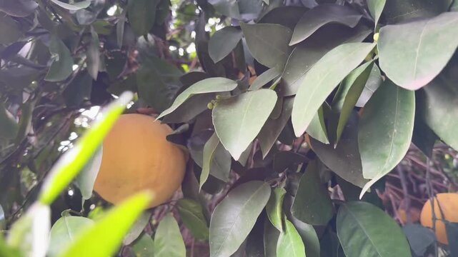 Close-up of a grapefruit tree. Citrus tree with juicy grapefruit.