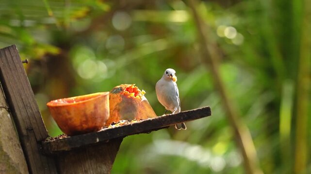 Ave comiendo fruta de papaya en el caribe - 4k - 60fps
