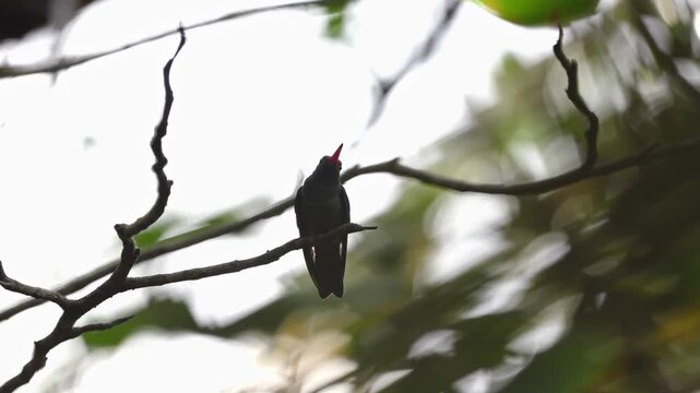 Colibr&iacute; en el caribe colombiano - 4k- 60fps