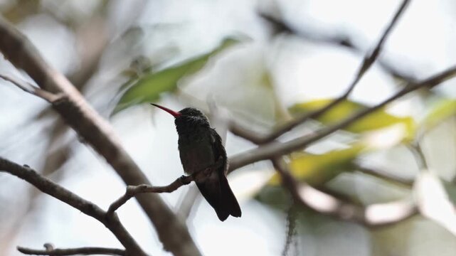 Colibr&iacute; en el caribe colombiano - 4k- 60fps