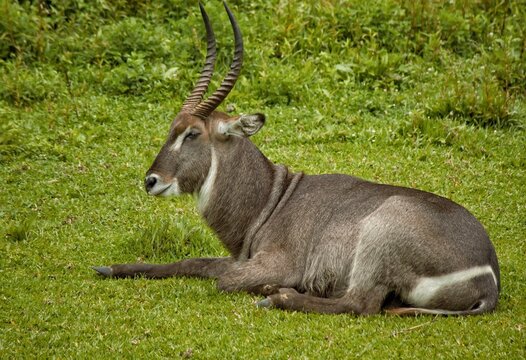 Waterbuck descansando na relva