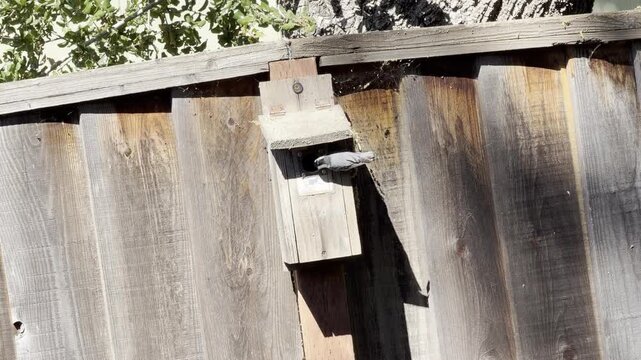 White-breasted nuthatch with bit of food cleans beak before offering to mate