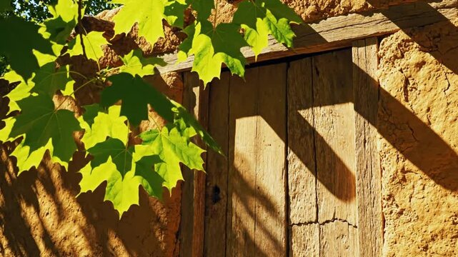 Sunlit maple leaves and shadows cast on a weathered wooden door and adobe wall