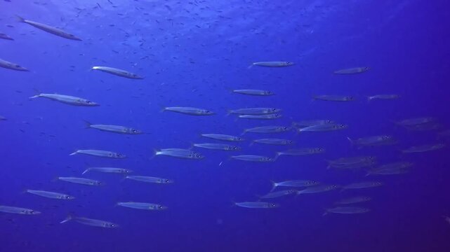 School of Barracuda Swimming in Blue Ocean