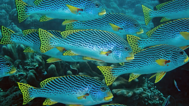 A School of Oriental Sweetlips (Plectorhinchus vittatus), Reefs of Sipadan Island, Sabah, Malaysia, Borneo