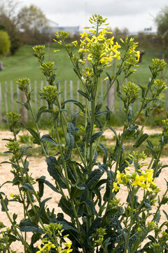 Palmkohl (Brassica oleracea var. palmifolia)