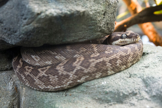Rauschuppenpython (Morelia carinata)