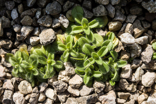vermutlicht B&auml;rtiges Hornkraut (Cerastium brachypetalum)