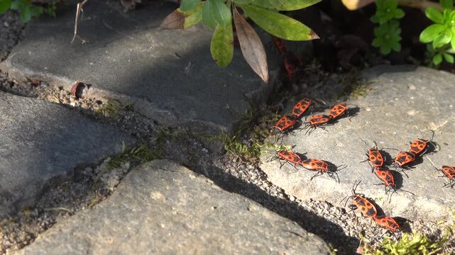 Gemeine Feuerwanze (Pyrrhocoris apterus), Weilerswist, Nordrhein-Westfalen, Deutschland