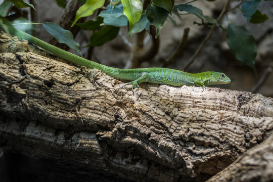 Gr&uuml;ne Baumeidechse (Gastropholis prasina)