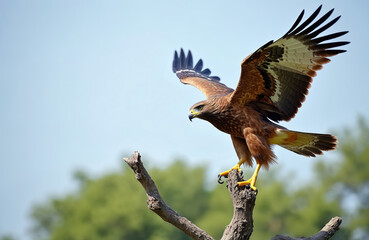 Fototapeta premium Large brown bird of prey with open wings lands on dry tree branch. Hawk focuses intently with sharp eyes, yellow talons gripping perch. Clear blue sky backdrop, green forest blurred behind.
