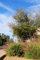 Fototapeta premium Close-up of Fountain grass growing in Arizona xeriscaped residential suburban roadsides 