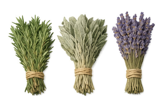 Dried rosemary sage lavender herb bundles transparent background