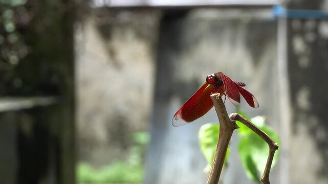 Look beautiful of red dragonfly on top tree