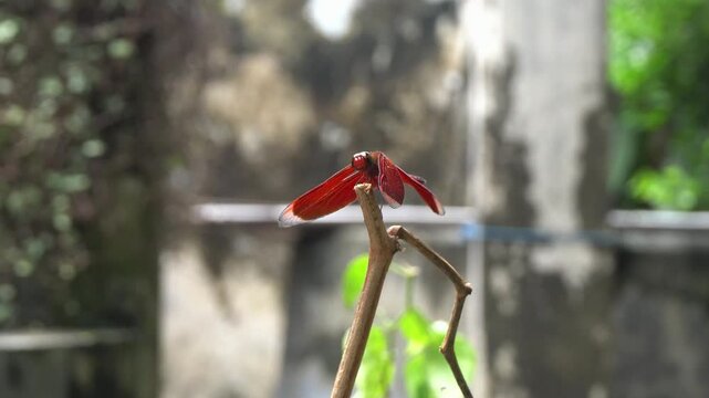 Look beautiful of red dragonfly on top tree