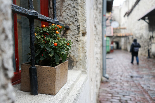 Green plant with orange berries in a stone pot