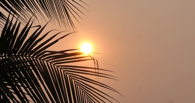 The silhouette of coconut leaves on a tree against the backdrop of a sunrise or sunset, a natural background.