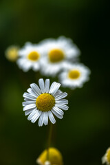 Scentless False Mayweed (Tripleurospermum inodorum) © Hanjo Hellmann