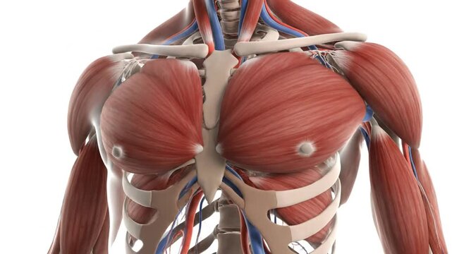 Anatomical Illustration of the Human Chest Muscles, Rib Cage, and Vascular System