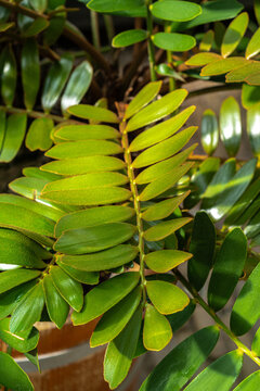 Leaf of a Cardboard Palm (Zamia furfuracea)