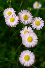 A beautiful pink-tipped common daisy (Bellis perennis) blooming in nature, featuring a vibrant yellow core and soft petals. © Impresyjna