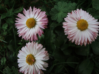 A beautiful pink-tipped common daisy (Bellis perennis) blooming in nature, featuring a vibrant yellow core and soft petals. © Impresyjna