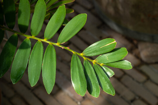 Leaf of a Cardboard Palm (Zamia furfuracea)