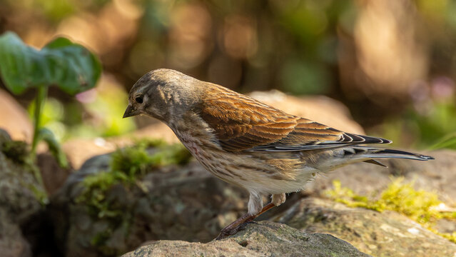 Male or cock linnet. British wild bird. Red listed species.
