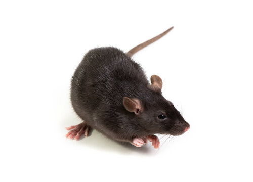 Black rat  isolated on white background. Pet and care. Rodents, home rats and the threat of the harvest. Selective focus.