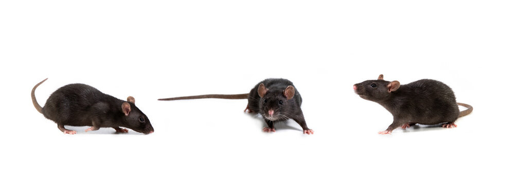 Three images of a black rat in different poses, isolated on a white background. Pet and care. Rodents, home rats. Selective focus.