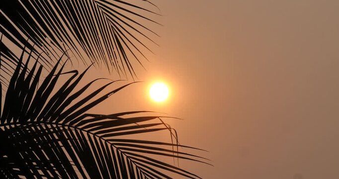 The silhouette of coconut leaves on a tree against the backdrop of a sunrise or sunset, a natural background.